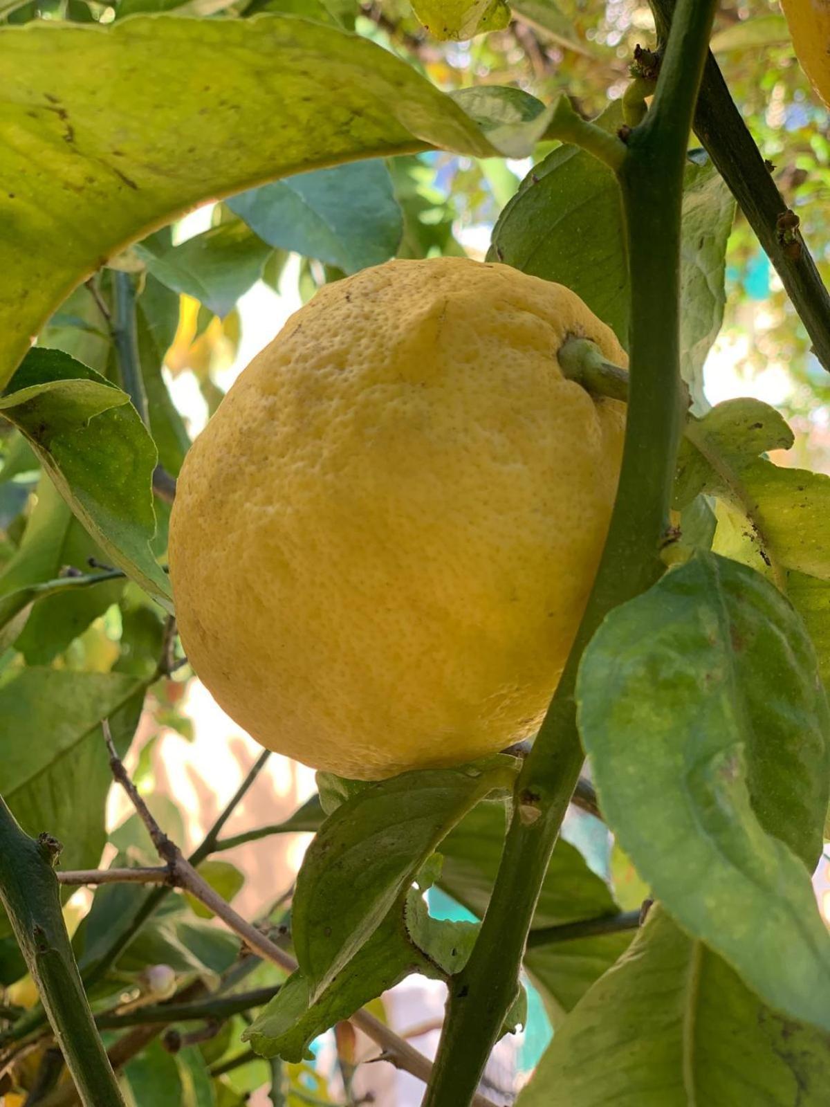 B&B La Magnolia Σαβόνα Εξωτερικό φωτογραφία